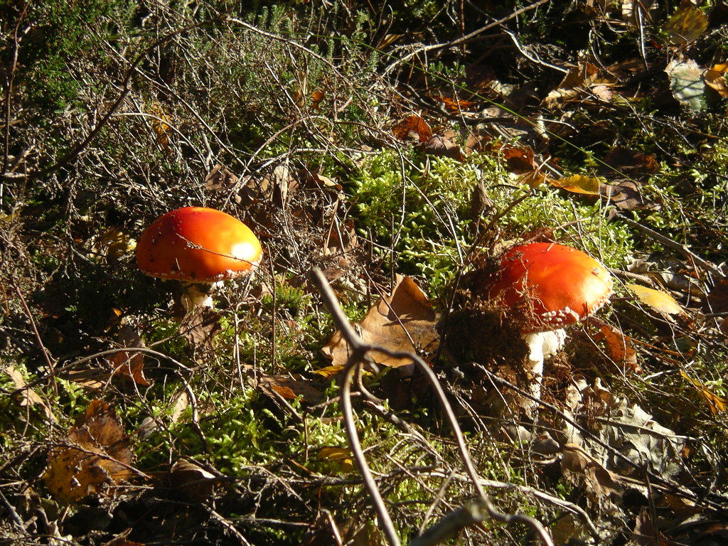 Bild 3 ... ein Bogen um diesen Herbstgenuss