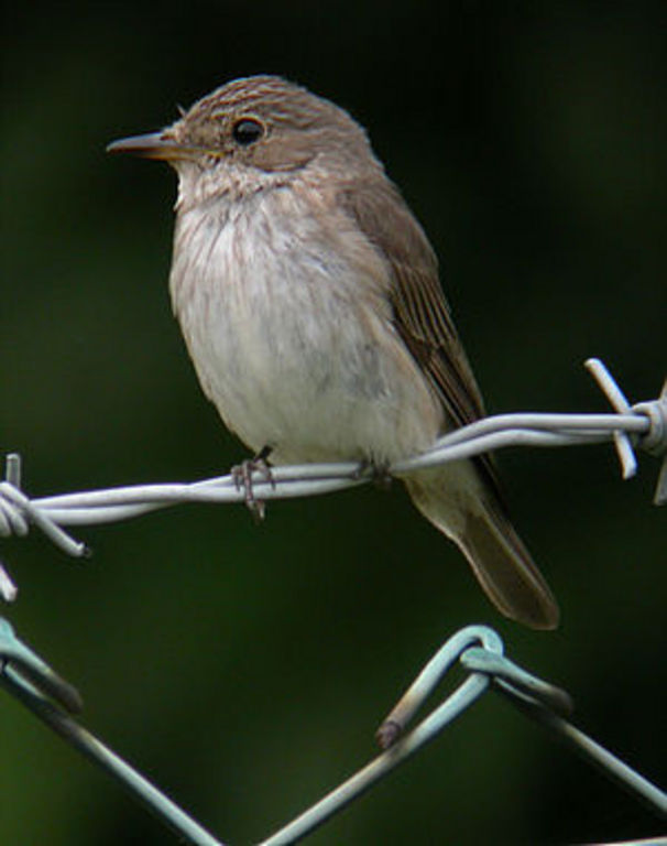 Grauschnäpper -normalerweise ein Sommervogel, der in Afrika überwintert-