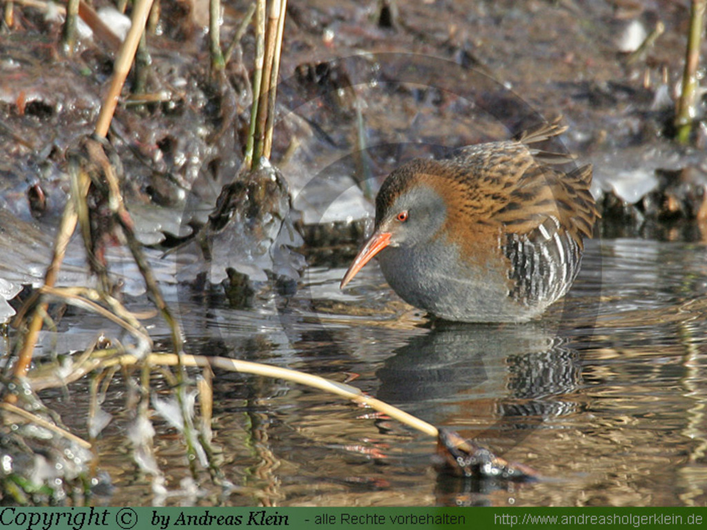 freigeg, Foto Wasserralle Wasserralle (Rallus aquaticus), (niederl. Waterral); Lebensraum: Sumpfgebiete, Binnengewässer mit dichter Ufervegetation, Wanderung: teilzieher; Stimme: Grunzende, quiekende Laute; Balzruf "göp-göp-göp-gepgepgirr"