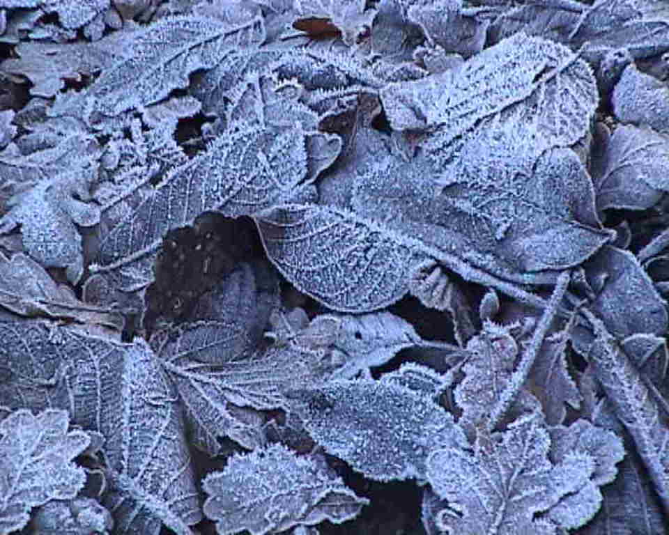2006_jan9_+blad+bevroren+6 So sollte ein naturnaher Garten an einige Stellen aussehen