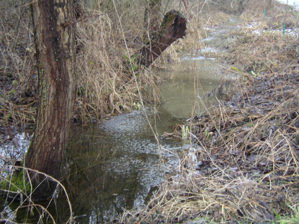 ... Wasser - Gräben zum Überlaufen ("Biotop an der Dahlmühle")