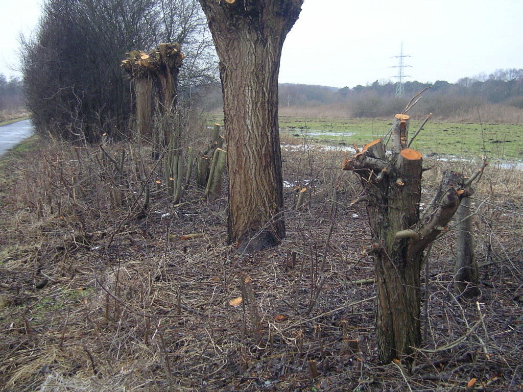 Gemeint ist damit die natürliche Verjüngung von Hecken (z.B. bei Eiche, Buche, verschiedenen Erlen- und Weidenarten ...) - hier bei einer linearen Hecke aus Weißdorn (im Vordergrund) und Schlehen; dies ist möglich durch die Fähigkeit dieser Pflanzen zur sog. vegetativen Vermehrung, d.h. die sog "schlafenden Augen" schlagen wieder aus.