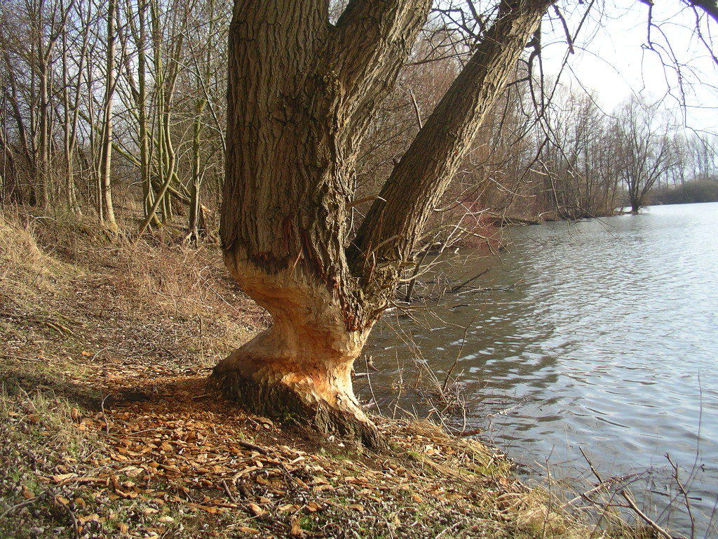 IMGP6691 Weide - ohne Kommentar