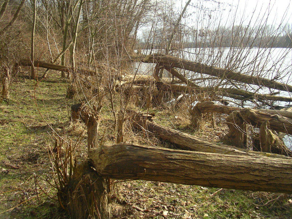 IMGP6692 Biber könn(t)en in der Tat der drohenden Verbuschung im "Natuur- u. Landschaftspark Rodebach/Rode Beek" entgegenwirken!