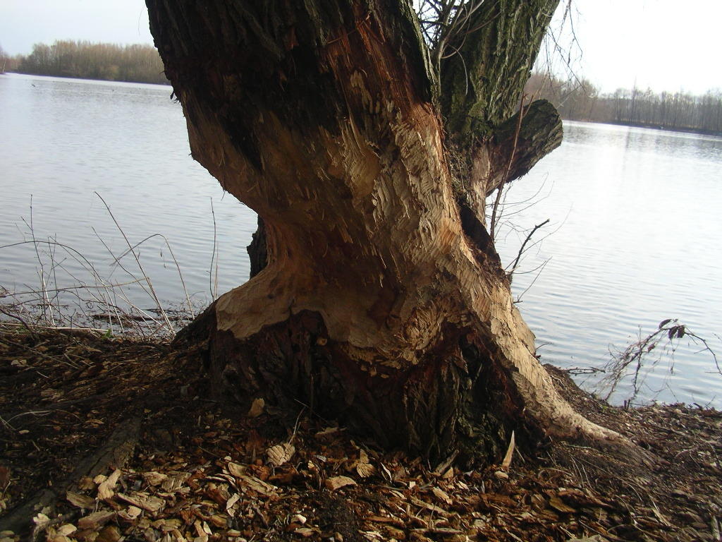 IMGP6695 Vision am "Kahnweiher in Gangelt" ?!
