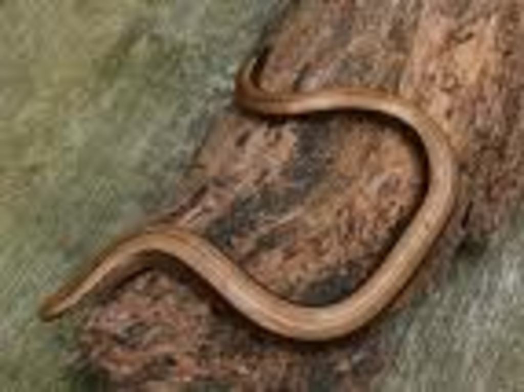 Blindschleiche nabu dueren Blindschleiche nabu dueren