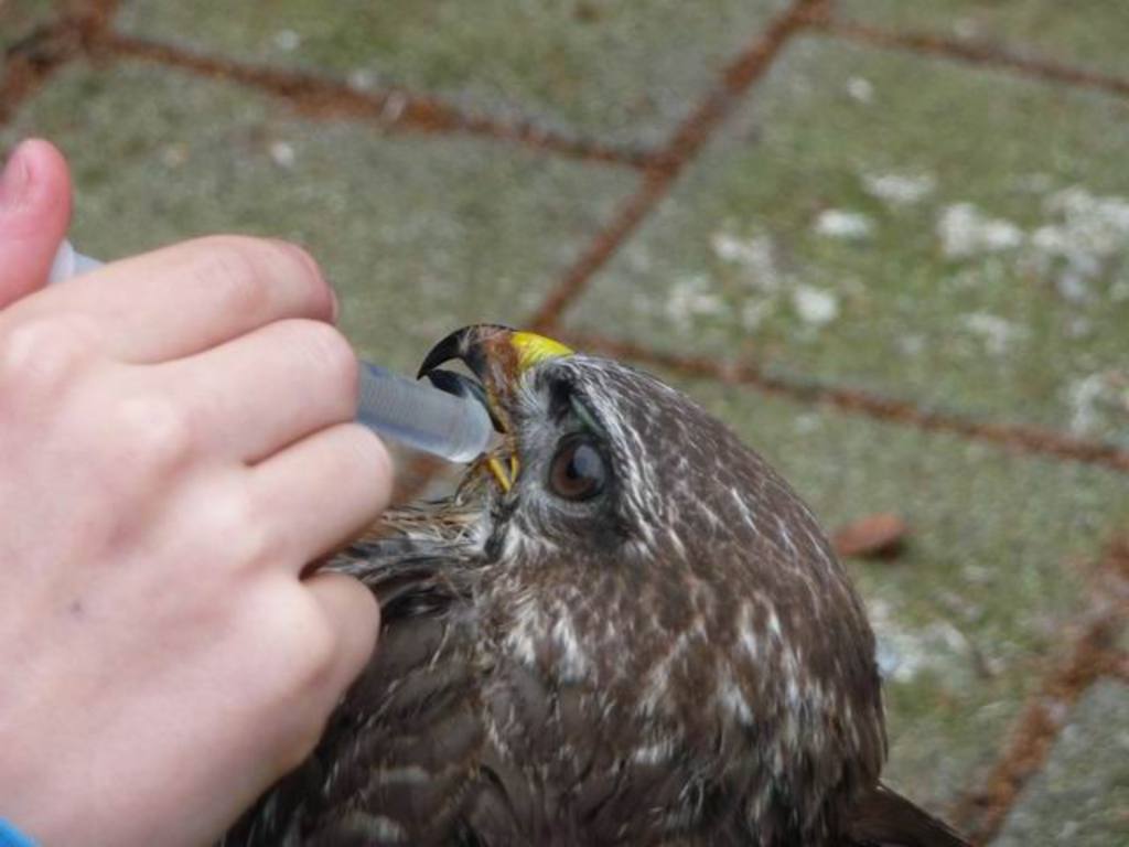 Traubenzuckerlösung 2 Der Bussard erhält einen Traubenzuckercocktail.