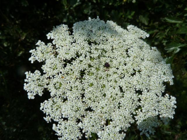 Wilde Möhre (Daucus carota) - eine Wildform der Gartenmöhre, Blütezeit V - VII.