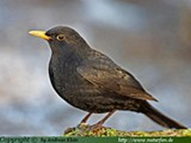 Amsel