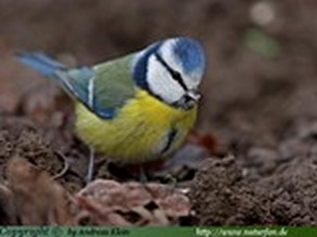 Blaumeise