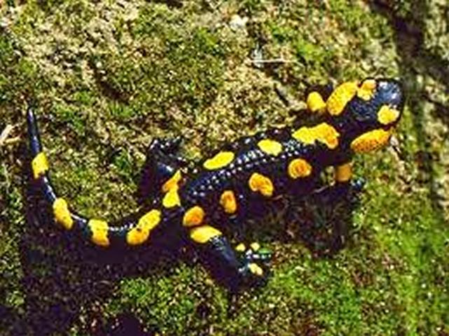 Feuersalamander