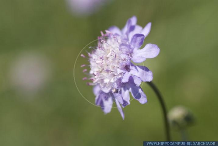 PFFT6268_Scabiosa_canescens