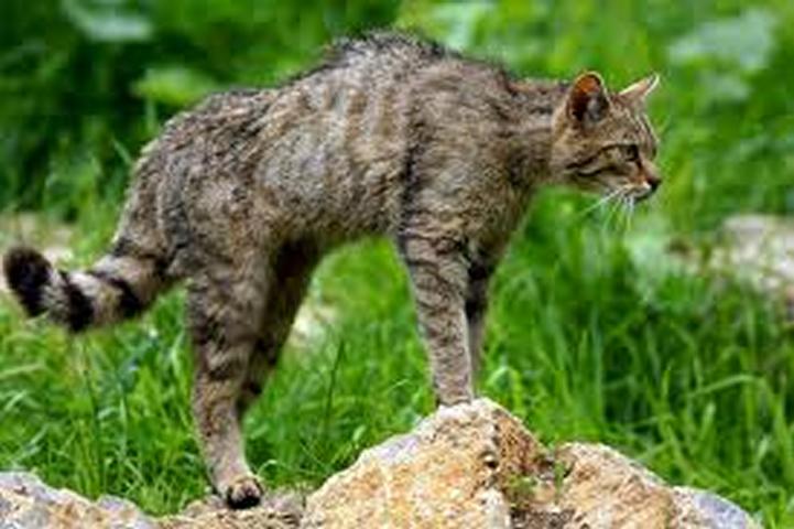 Wildkatze