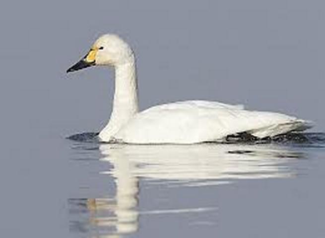Zwergschwan