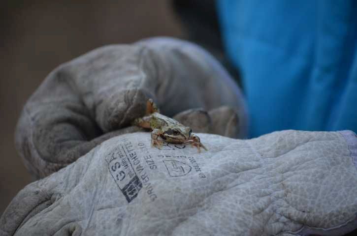 Grasfrosch