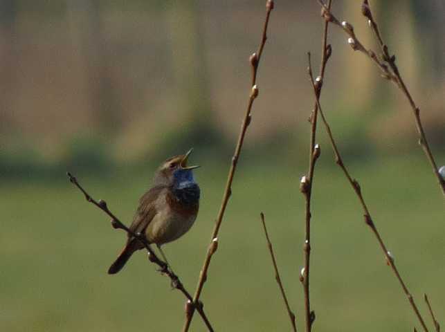 Blaukehlchen