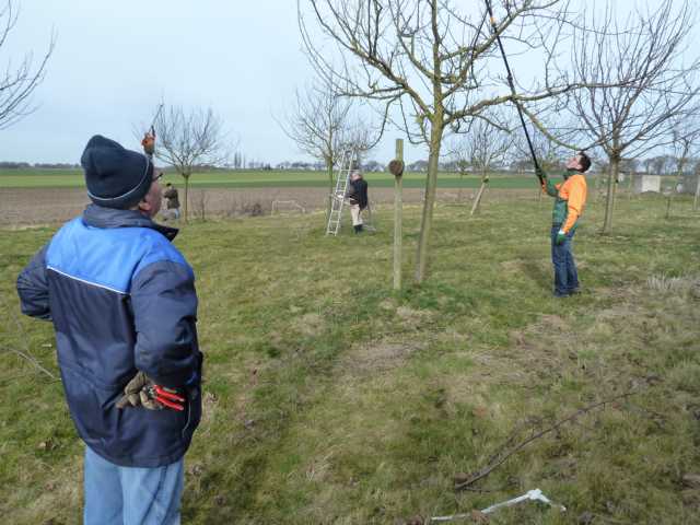 unter fachkundiger Leitung und Aufsicht pflege der NABU-Obstwiese in "Gangelt-West"