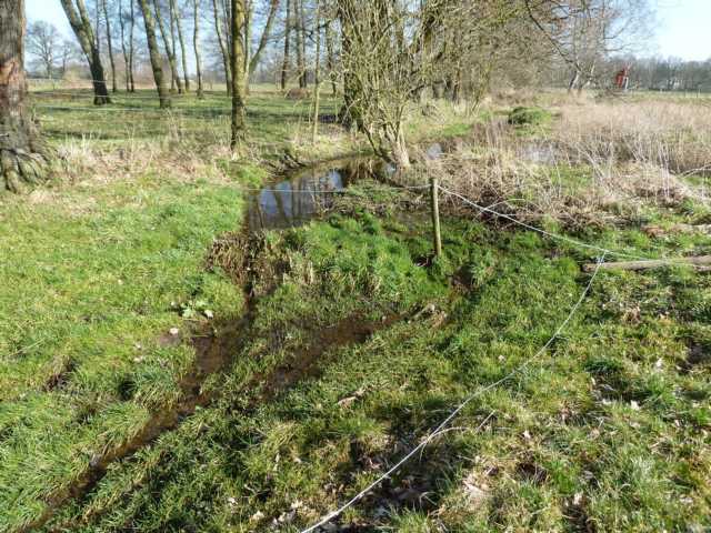 ... aus der "Brunssumer Heide" (Nl) kommend