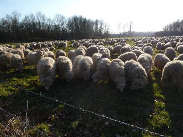 ... da wo die "Highland catlles" nict grasen können