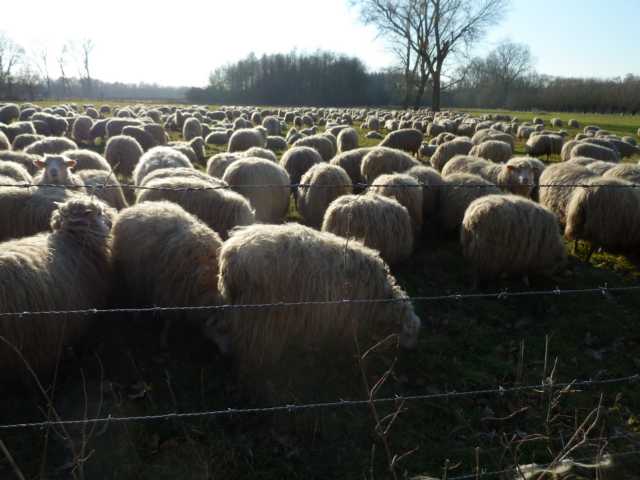 wir wünschen uns eigentlich noch mehr Einsatz dieser fleißigen Helfer -vor allem der Ziegen- da, wo der jährliche Aufwuchs von Birke, Erle, Weide ... kaum zu bändigen und in den Griff zu kriegen sind allein mit `man power`