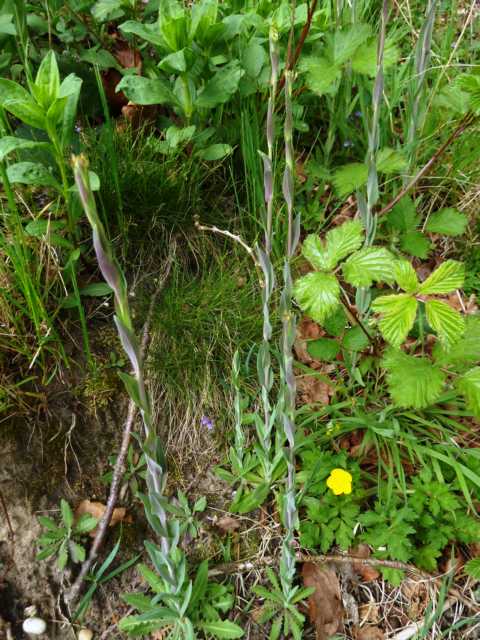 Arabis glabra