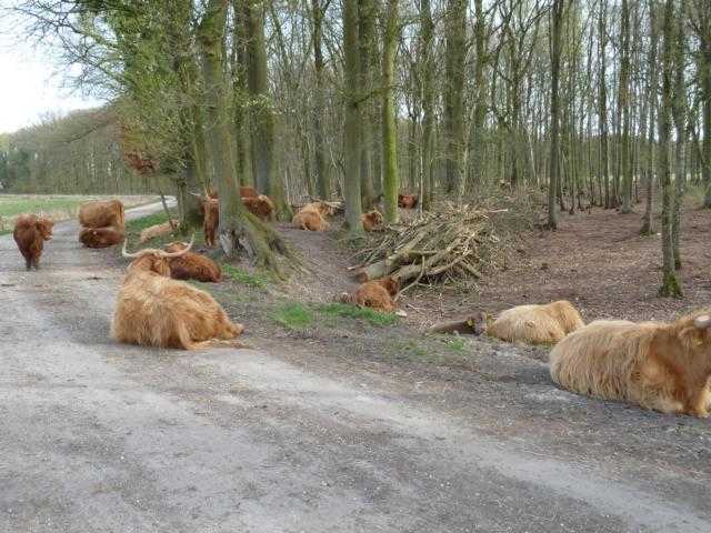 heute (auch) ein willkommener Schattenplatz für die Hochlandrinderherde im "Natur- u. Landschaftspark Rodebach/Rode Beek"