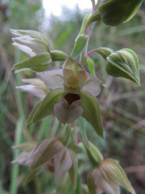 das highlight zuerst: Epipactis helleborine - Wespenorchidee