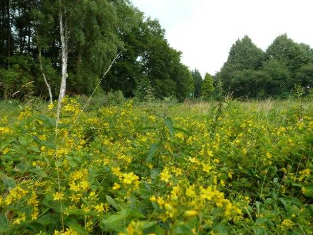 oder der Felberich