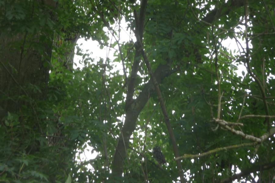 Kauz auf Baum