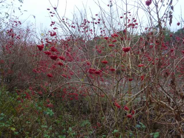 ... zzt. ein "Rausch in rot"