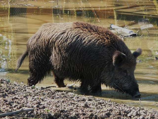 eigentlich von vielen Experten (Jägern, Faunakundigen ...) seit langem erwartet, weil ebeb das Habitat stimmt
