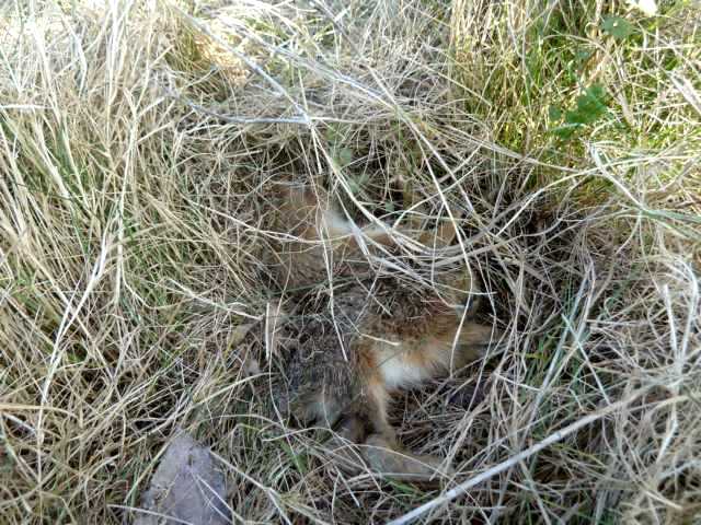 die wohl größte Überraschung: 4 Junghasen im Gras versteckt!