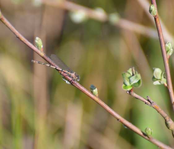 Winterlibelle