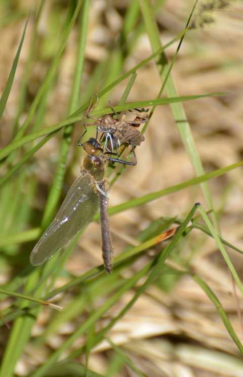 Falkenlibelle