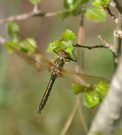 junges Weibchen einer Falkenlibelle (Cordulia aenea)