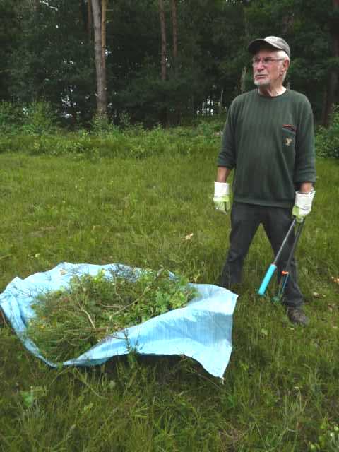 beim Entkusseln werden werden per Hand, Sägen, Ast- und Handschern aufkommende Pionierbaum arten enrfernt werden