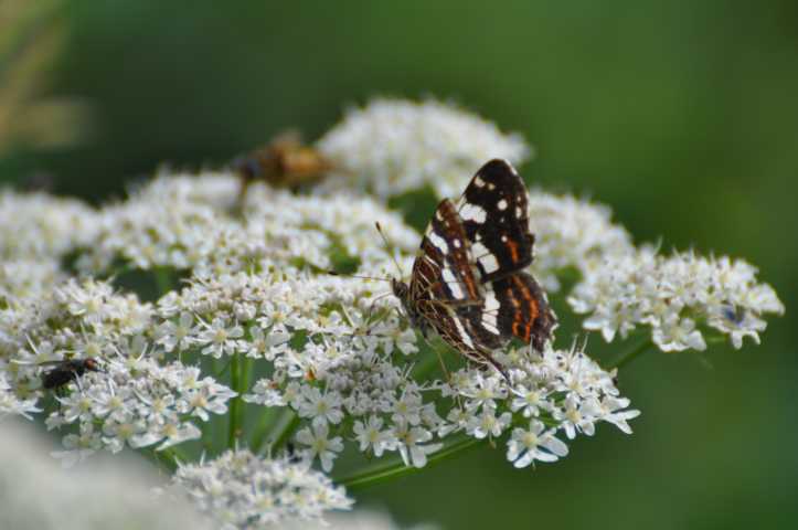 Landkärtchen