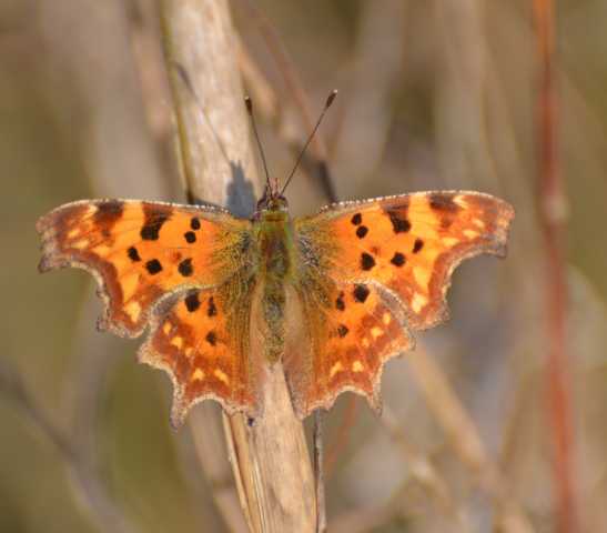 C-Falter (C-Fuchs)