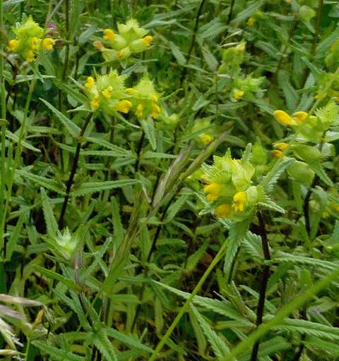 oder diese halbparasitären Blumen