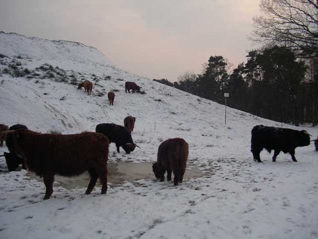 hier Hochlandrinder bei ihrem Winterausflug (als es noch Schnee gab)