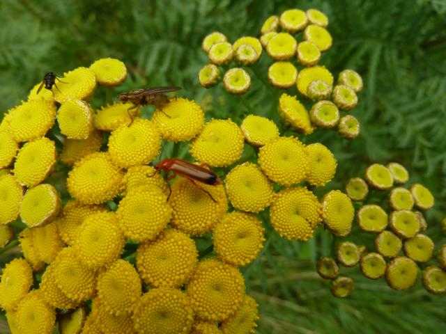 Rainfarn