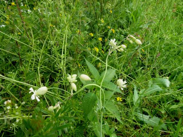 Taubenkropf-Leimkraut