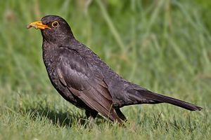 2. Amsel