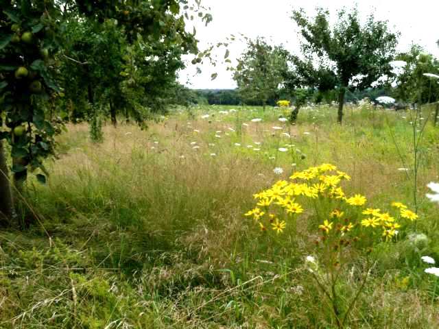 Jakobskreuzkraut muss nicht sein, aber die Wildblumen eion Magnet für Insekten