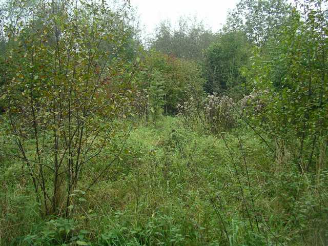 rd. 15 Jahre später waren die angestrebten Feuchtbereiche total verbuscht, das Ende für licht- und luftabhängige Fauna und Flora der Feuchtzonen