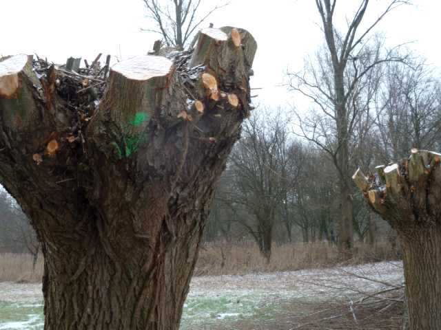aufmerksamen Besuchern des Gangelter Bruchs wundern sich sich oft über zunächst unerklärliche grüne Markierunmgen
