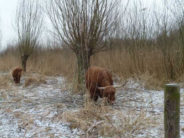 Kopfweiden bieten unzähligen bedrohten Tierarten (Euzlen, Fledermäusen, Ameisen, Wespen, Hornissen, Schmetterlingsarten, Mardern, Siebenschläfern, Bilchen, aber auch sog. Aufsitzerpflanzen wie Farnen, Moosen iund Algen, schwarzem Holunder, Esche, deren Wurzeln dann sogar bis ins Erdreich reichen), Brombeere ... Unterschlupf, Nistmöglichkeiten , Kätzchen sowohl bei männl. wie weibl. Weiden erste Bienennahrung ...