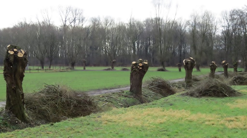 Kopfweidenpflege Selfkant Havert