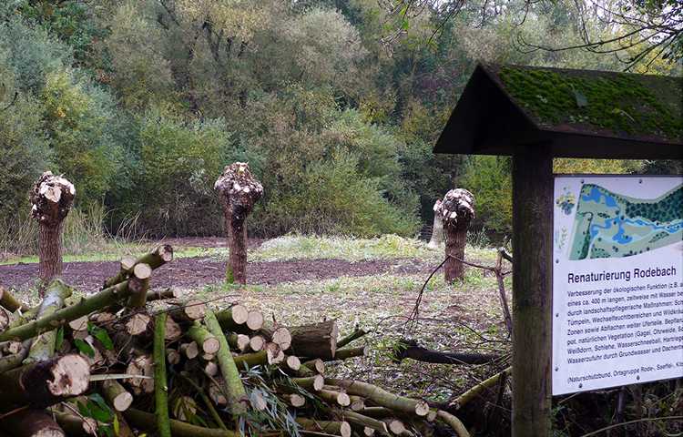 Schwerpunkt Kopfweidenpflege (Kw. - Charakterbaum des Nioederrheins)