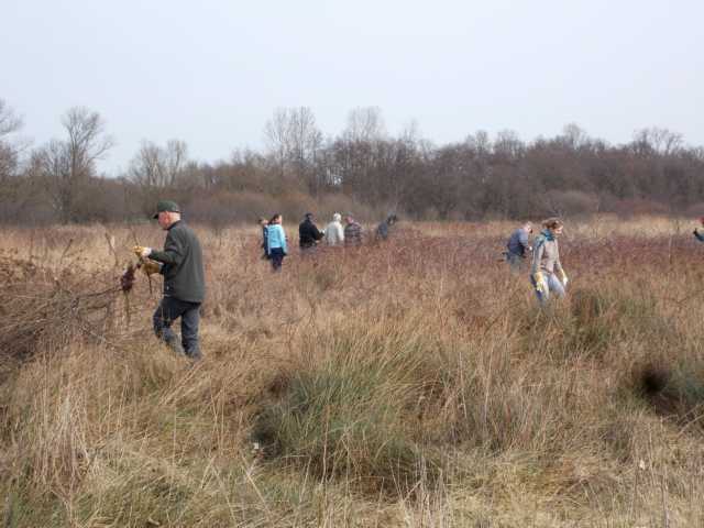 Pflege des "Blaugraslandes" wähjrend des 6. ghrezüberschreitenden Natur(werk)tag
